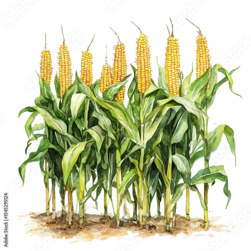 Field Of Corn Colors, watercolor drawing vector, isolated on a white background.