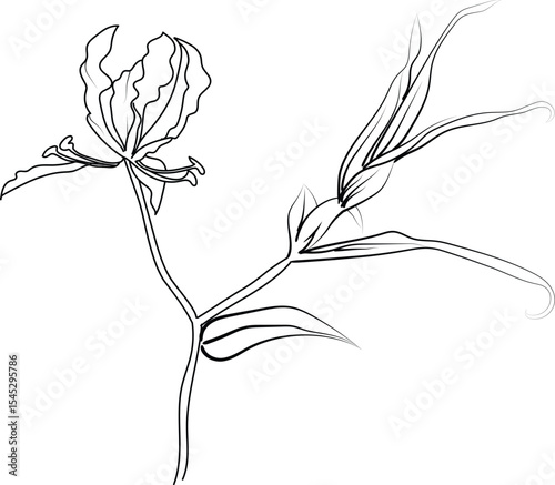 honeysuckle flower line drawings, hand-painted hollyhock flower wall art, hollyhock flowers botanical wall art, simple hollyhock lily drawing outline honeysuckle flower drawing, hollyhock flowers line