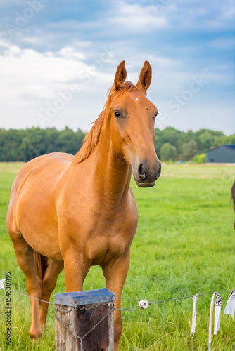 A brown thoroughbred horse in a pasture near Haarle. High quality photo