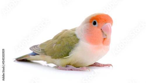 Peach-Faced Lovebird Resting Isolated on White