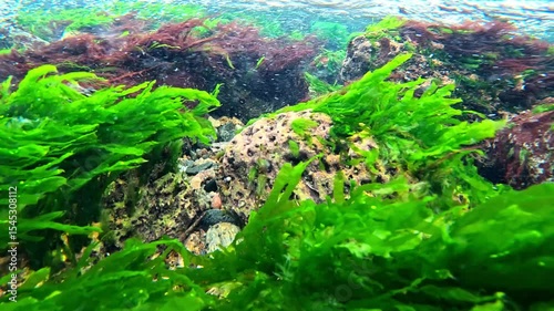 Underwater landscape on stones near the shore in the Black Sea, red and green algae