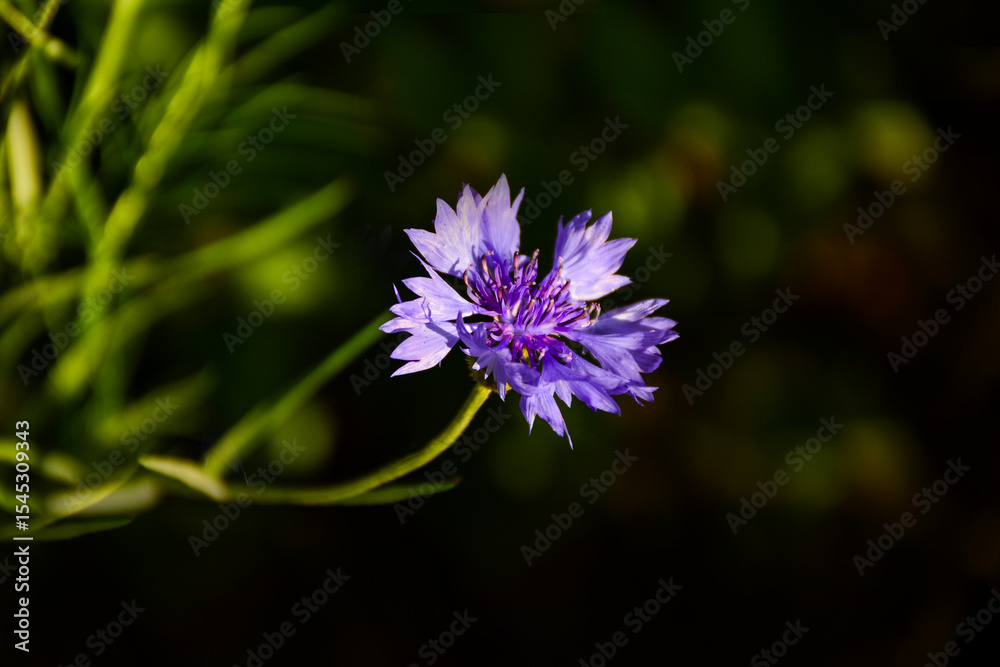 Obraz premium vibrant purple cornflower. Wild cornflower in full blooms against blurred dark background. Artistic floral photography for botany, springtime themes, greeting cards, websites, or print projects.