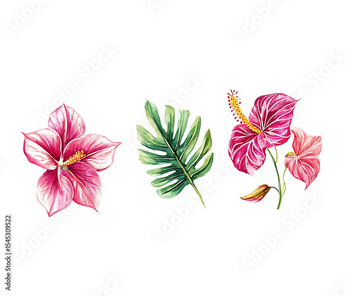 tropical watercolor floral set with exotic orchids, hibiscus, anthurium and green leaves, botanical illustration design