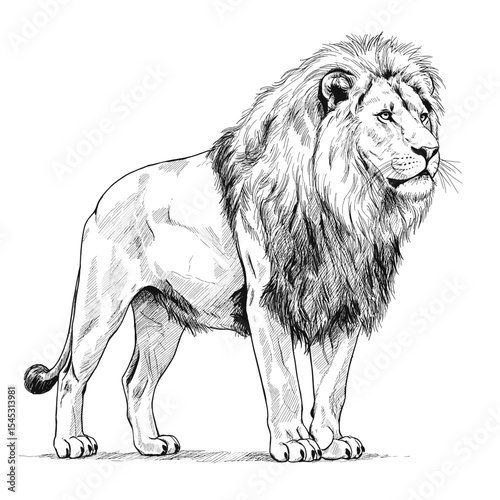 A hand drawn illustration of a standing male lion with a full mane, drawn in ink style. The sketch highlights strength and natural form, presenting a classic wildlife portrayal
