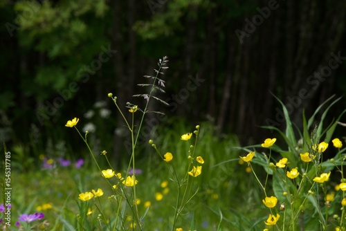 Fototapeta Naklejka Na Ścianę i Meble -  Yellow buttercups blooming in a lush summer meadow with wild grasses and hints of purple flowers, set against a dark forest backdrop. A peaceful, natural scene from a Scandinavian landscape.