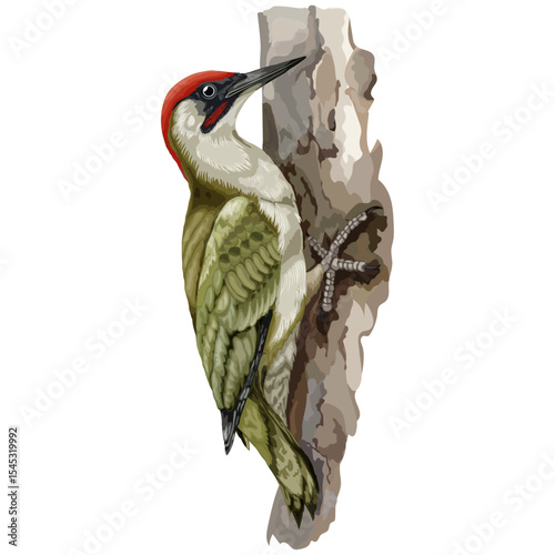 Woodpecker Bird Illustration