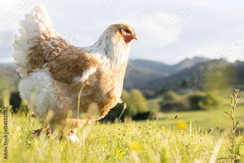 free range chicken on green grass