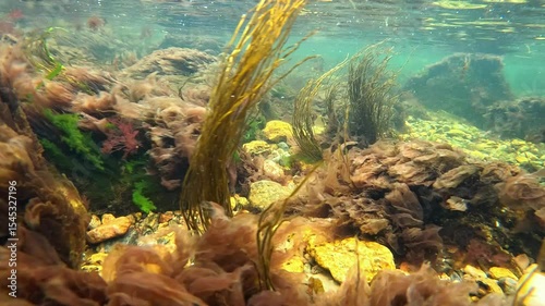 Underwater landscape of algae, filamentous red and green algae growing in clear water on stones near the shore
