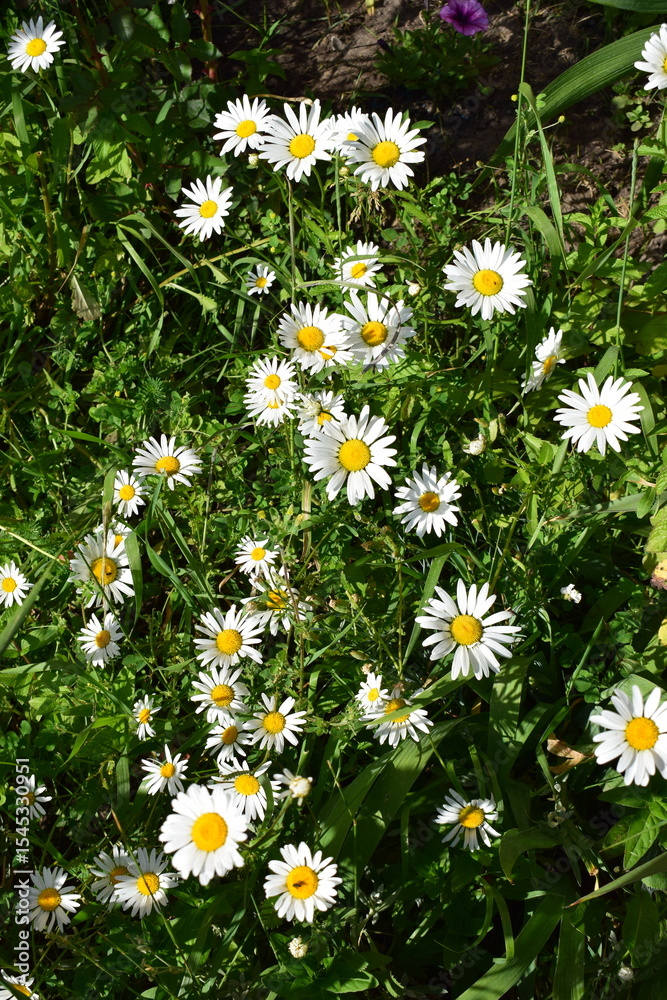 Fototapeta premium A group of white daisies with yellow centers on a background of green grass. Daisies and Ferns in Green Grass