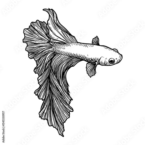 Beautiful Siamese Fighter Fish Top View Black and White Outline Line Art Drawing with Flowing Fins