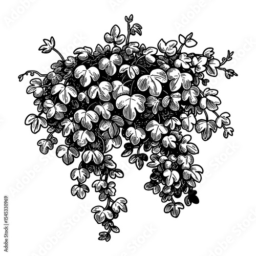 Common Vines Cluster Plant Black and White Outline Line Art Drawing Botanical Garden Foliage Decoration