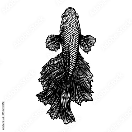Beautiful Siamese Fighter Fish Top View Black and White Outline Line Art Drawing Illustration