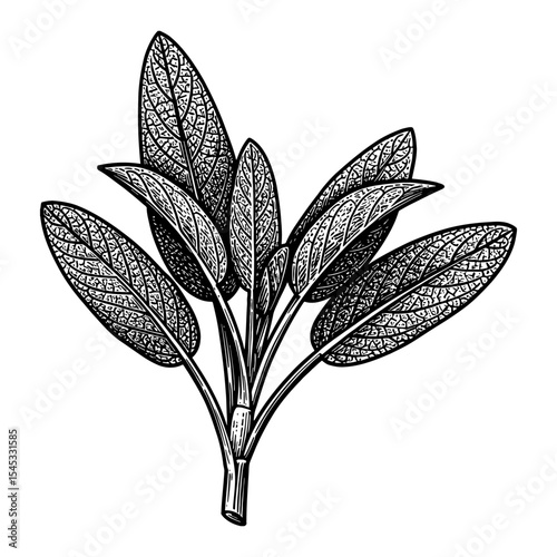 Delicious Herbal Sage Leaf Plant Ingredient Black and White Outline Line Art Drawing with Detailed Engraved Texture