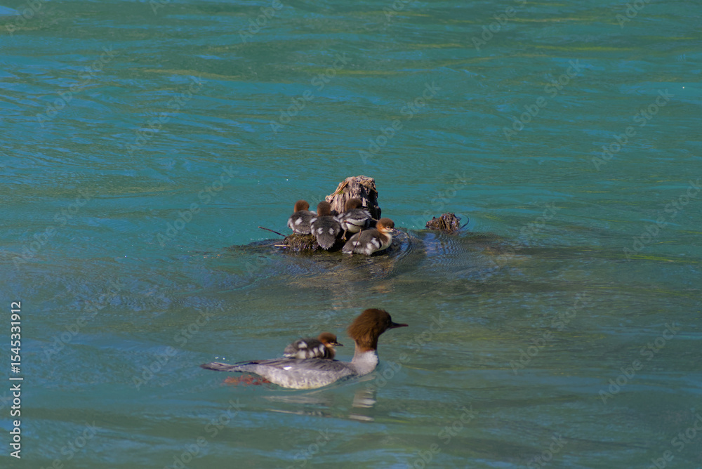 Obraz premium A heartwarming sight: a protective duck carries its adorable ducklings on its back, gracefully gliding across calm blue waters. A tender moment of nature's nurturing love.