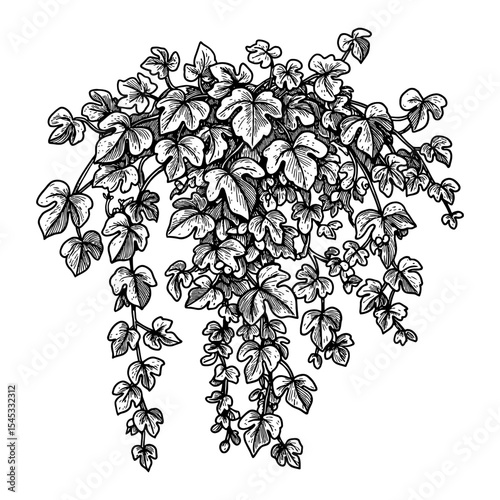 Common Vines Ivy Plant Leaves Cluster Detailed Black and White Outline Line Art Drawing Vintage Engraving