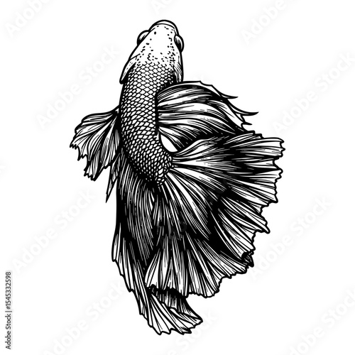Beautiful Siamese Fighter Fish Top View Black and White Outline Line Art Drawing with Intricate Details