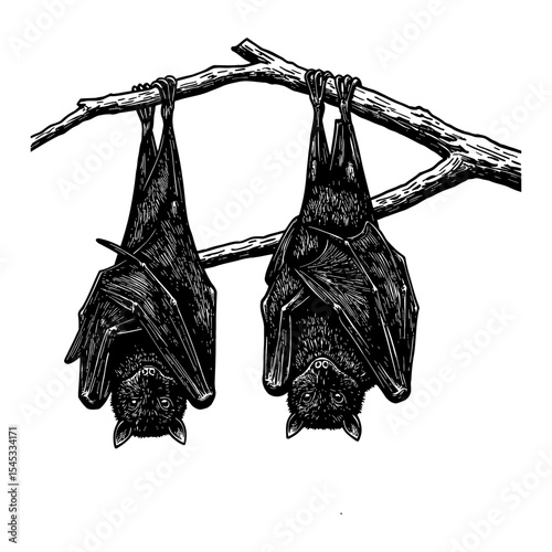 Two Bats Hanging Upside Down from a Tree Branch Black and White Outline Line Art Drawing Vintage Illustration