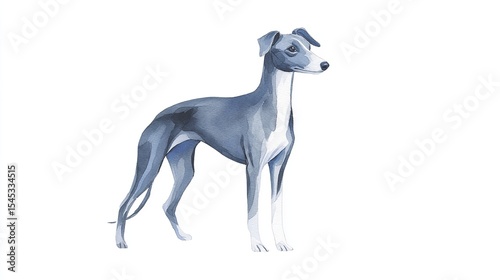 An elegant watercolor whippet standing patiently a study in serene grace and refined form on white