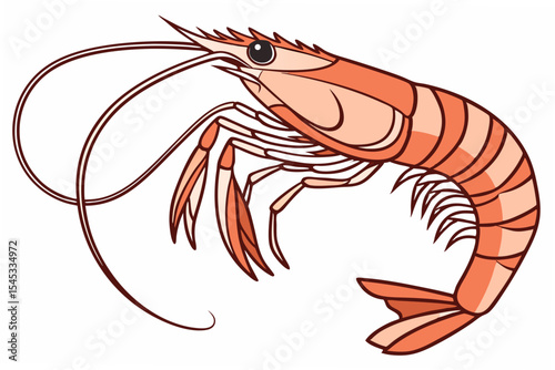 vector illustration of a shrimp