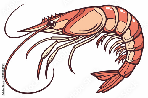 vector illustration of shrimp