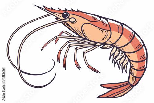 shrimp on a white background