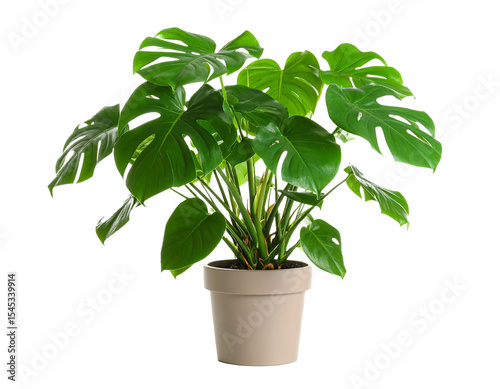 Monstera deliciosa flowerpot isolated on white background