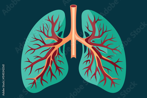 Detailed illustration of human lungs showcasing bronchial tree structure, ideal for educational purposes