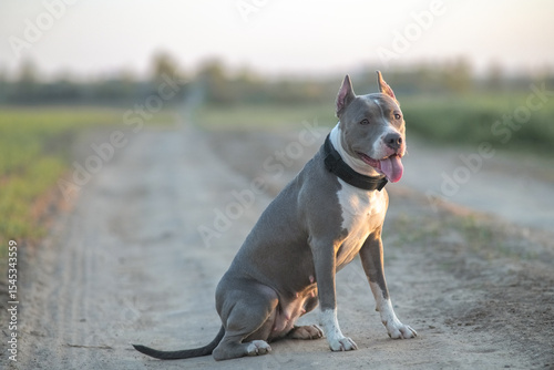 Foto A beautiful purebred American Pit Bull Terrier plays in a spring field