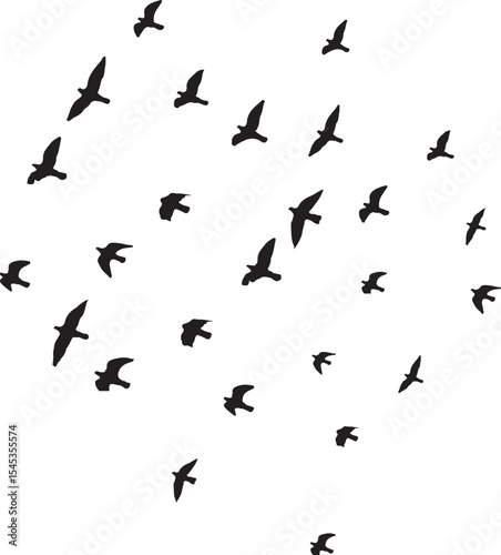 silhouettes of birds