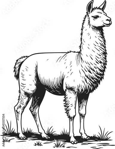 Llama engraving sketch hand etched showing a detailed vintage representation of a llama standing gracefully in a natural setting with grass