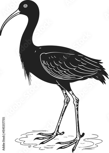 Moorhen vintage vector illustration featuring a detailed black engraving of the bird standing gracefully in a shallow water setting