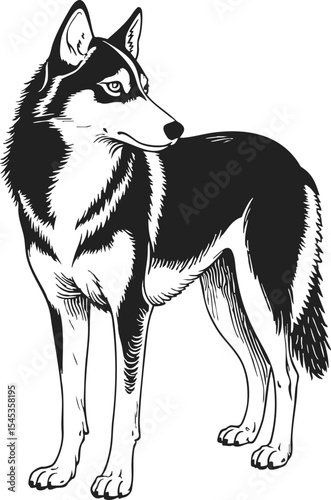 Northern Inuit Dog retro style engraving showcasing a beautifully detailed illustration of this breed in vintage line drawing style