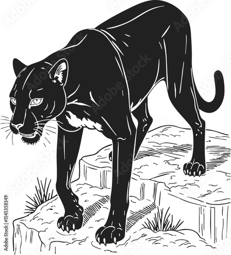 Panther engraving illustration showcasing a black panther on rocky terrain in detailed line drawing style