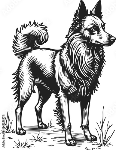 Pomapoo engraving vector in woodcut style featuring a detailed line drawing of a standing dog with a fluffy coat and attentive expression in a natural setting