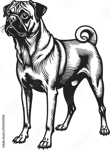 Pugshire vintage vector illustration portraying a detailed black line drawing of a proud pug standing with a characteristic expressive face and a curled tail