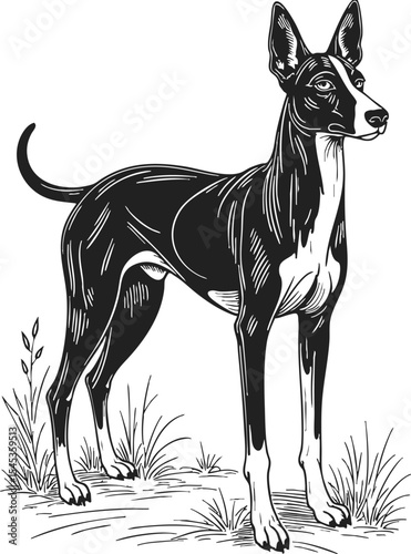 Abyssinian detailed vintage engraving featuring a poised dog standing in a grassy setting, showcasing intricate line drawing artistry