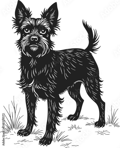 Affenpinscher engraving featuring a detailed line drawing of a classic dog breed with a distinctive coat and posture on a white background