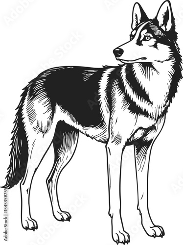 Alaskan Klee Kai engraving outline style showcases a detailed depiction of this energetic breed in a vintage engraving art form emphasizing its distinct features