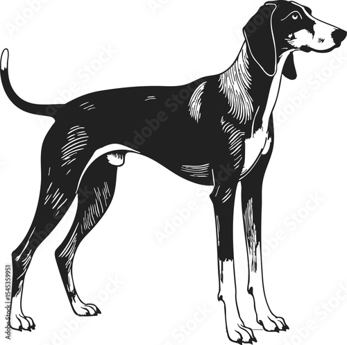American Coonhound antique clipart showcasing a vintage engraving of a striking dog standing in profile, perfect for blackwork tattoo designs