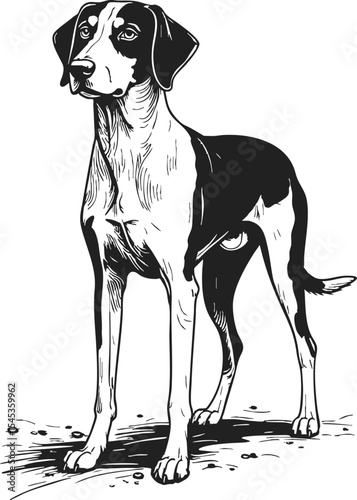 American Foxhound engraving etching drawing showcasing a noble stance of this breed in a vintage-style artwork