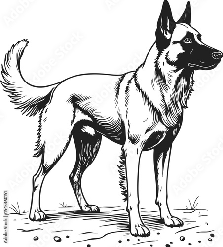 Anatolian Shepherd Dog vintage engraving vector style showcasing a strong and alert posture in a retro sketch aesthetic