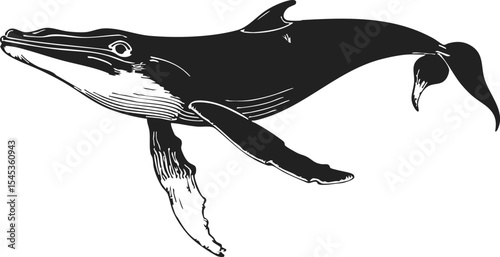 Baleen Whale vintage engraving vector style drawing featuring a majestic marine creature swimming gracefully in the ocean depths