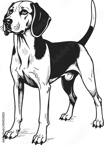 Beagle engraving sketch showcasing a hand etched depiction of a beagle standing proudly in vintage style