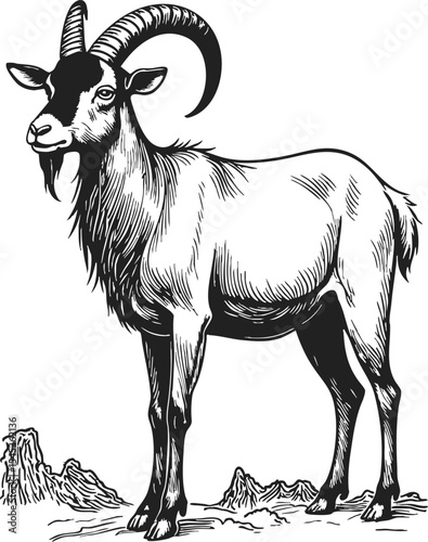 Boer Goat vintage engraving showcasing a detailed line drawing of a goat standing proudly in a natural setting