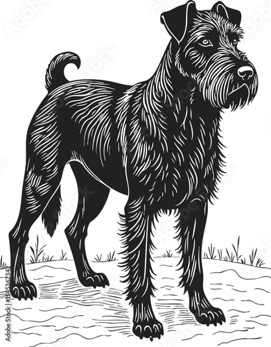 Bouvier Des Flandres vector engraving with detailed stippling illustration depicting a standing dog in an outdoor setting
