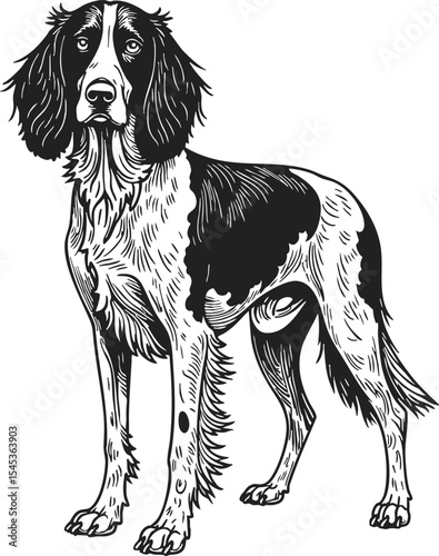 English Setter engraving illustration capturing the elegance and grace of this beloved dog breed in a vintage style