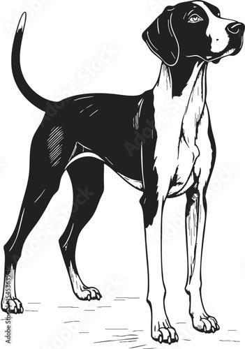 English Pointer detailed vintage engraving, showcasing a proud dog in a standing position with intricate line drawing details, emphasizing its elegant posture and sleek appearance