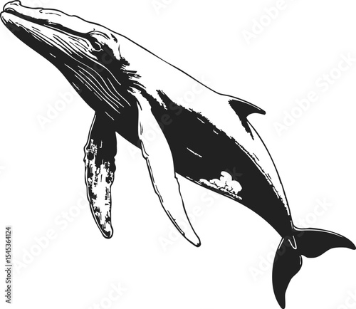 Fin Whale depicted in retro style engraving, featuring elegant lines and detailed shading