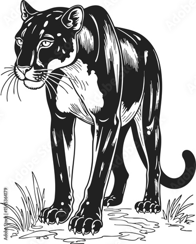 Florida Panther black engraving silhouette featuring a detailed outline vector showcasing the majestic stance of a panther in a natural setting