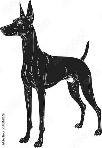 German Pinscher black engraving silhouette showcasing a detailed outline vector of an alert dog standing in a poised position, perfectly illustrating its elegant form